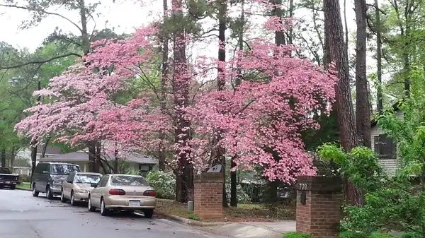 Фото Cornus florida - Cornus florida:Lucy Bradley