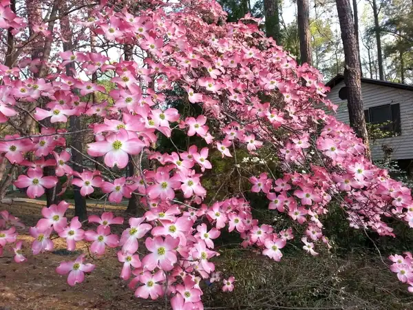 Фото Cornus florida - Cornus florida:Lucy Bradley