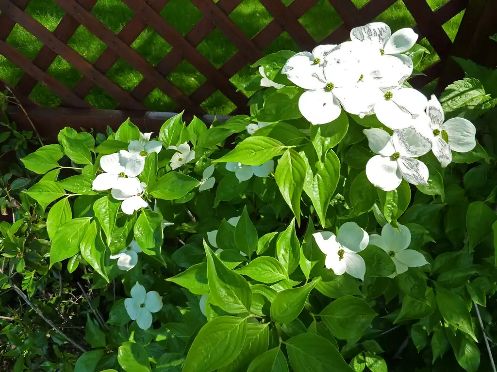 Foto de Cornus hybrids (Cornus hybridss)