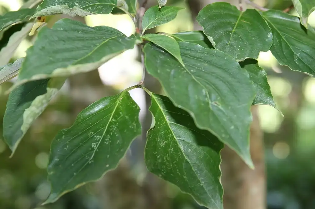 Foto de Cornus hybrids (Cornus hybridss)