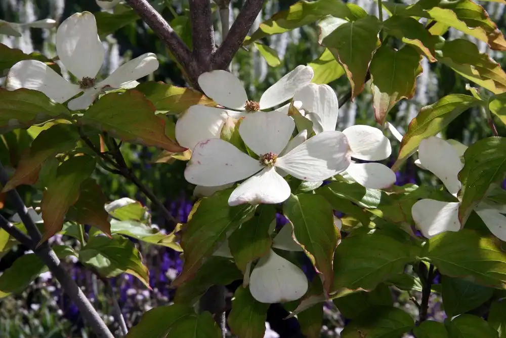 Foto de Cornus hybrids - leaves and flowers:David J. Stang
