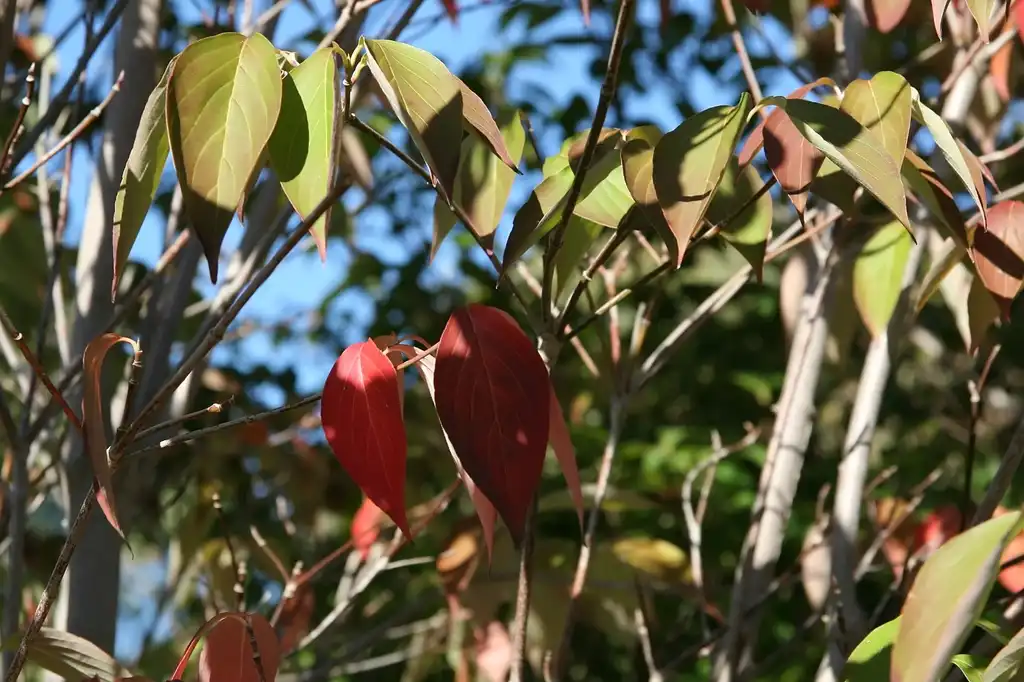 Foto de Cornus hybrids - leaves:David J. Stang