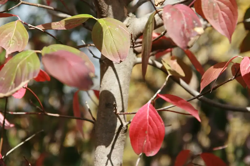 Foto de Cornus hybrids - leaves:David J. Stang