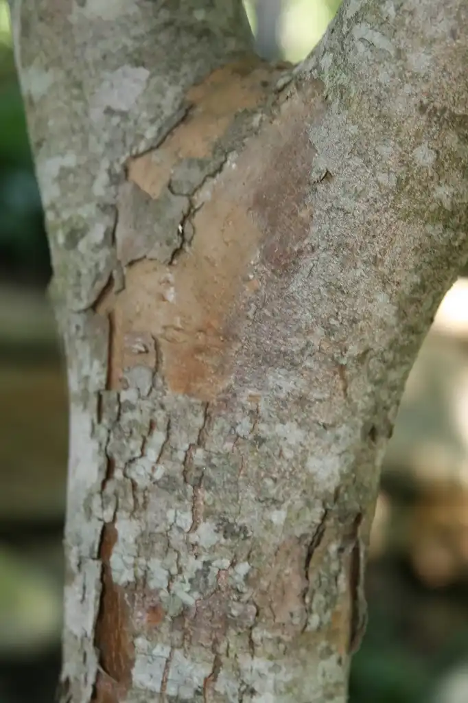 Foto de Cornus hybrids - Trunk and bark of tree:David J. Stang
