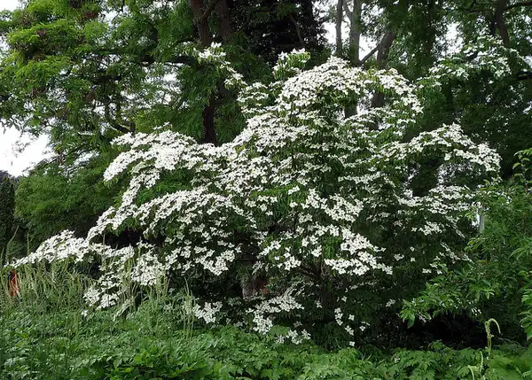 Foto de Cornus kousa (Cornus kousas)