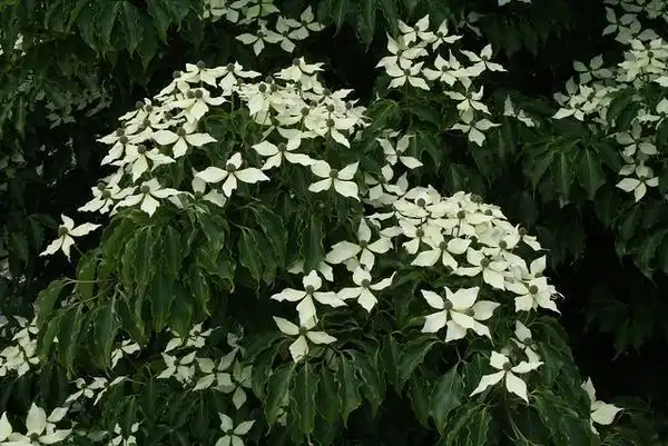 Foto de Cornus kousa (Cornus kousas)