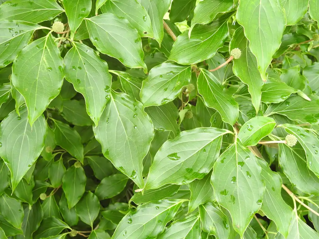 Foto de Cornus kousa - Cornus kousa 'Greensleeves':Kathleen Moore