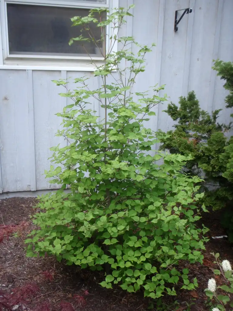 Foto de Cornus kousa - Cornus kousa Tree:Jim Robbins