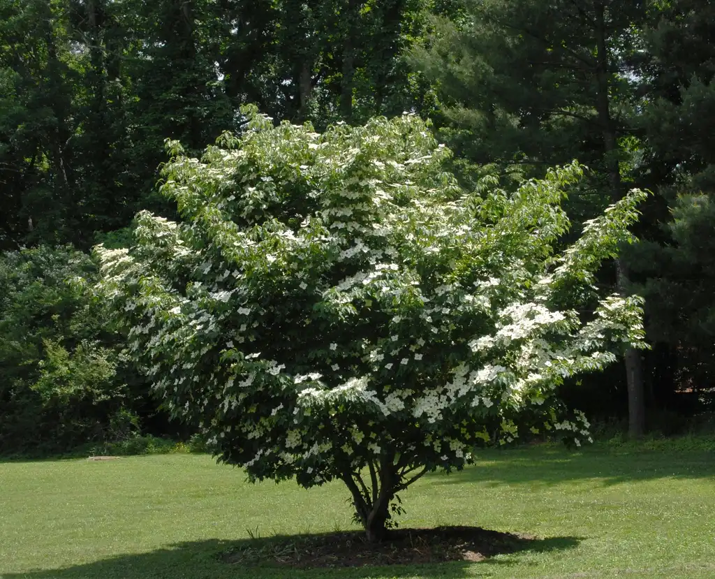 Foto de Cornus kousa - Flower Form (Asheville, NC):Jim Robbins