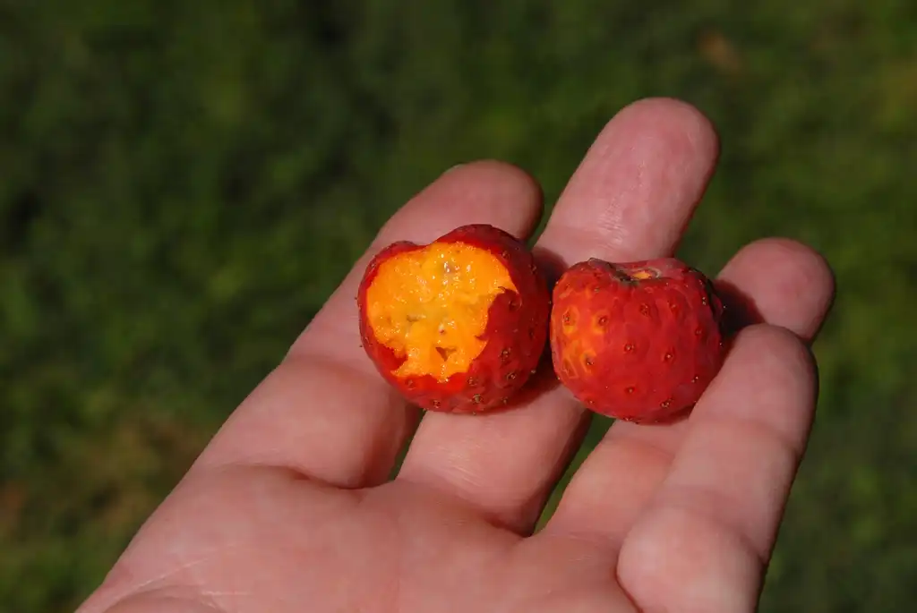 Foto de Cornus kousa - Fruits:Jim Robbins