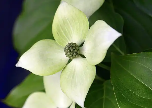 Foto de Cornus kousa - :GwendolynStansbury