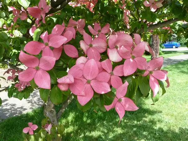 Foto de Cornus kousa - :Wendy Cutler