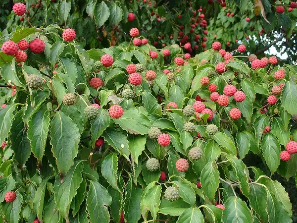Foto de Cornus kousa - Fruits:Geneva Wirth
