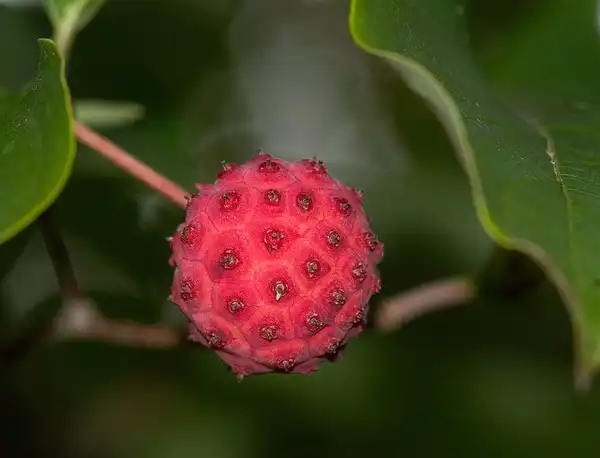 Foto de Cornus kousa - Close up of fruit:dbarronoss
