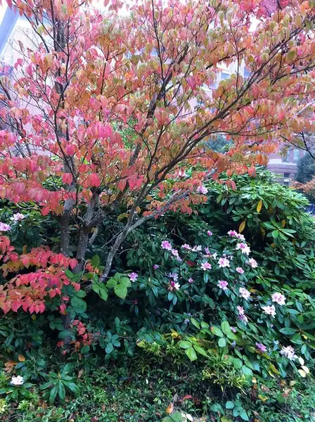 Foto de Cornus kousa - :Gail Langellotto