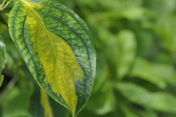 Foto de Cornus kousa - Cornus kousa 'Gold Cup':Megan Hansen
