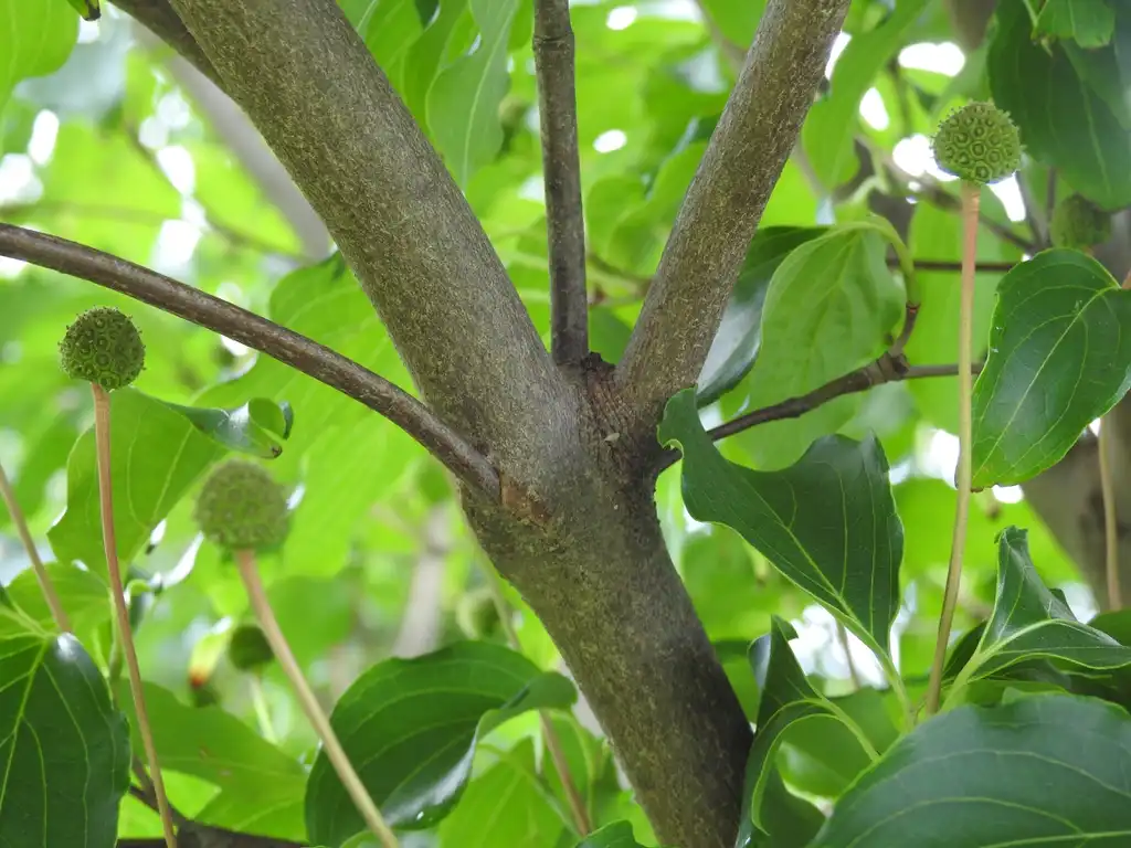 Foto de Cornus kousa - Cornus kousa 'Greensleeves' bark:Kathleen Moore