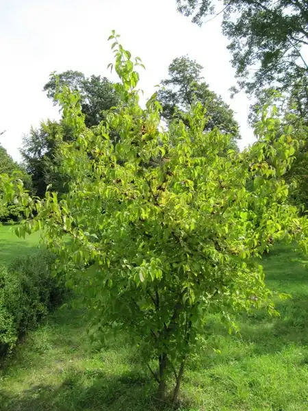 Foto de Cornus mas (Cornus mass)