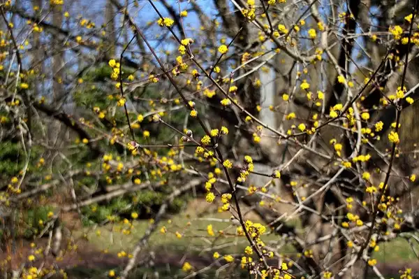 Foto de Cornus mas (Cornus mass)