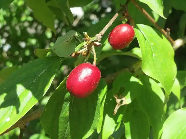 Foto de Cornus mas - Cornus mas fruit:Andreas Rockstein