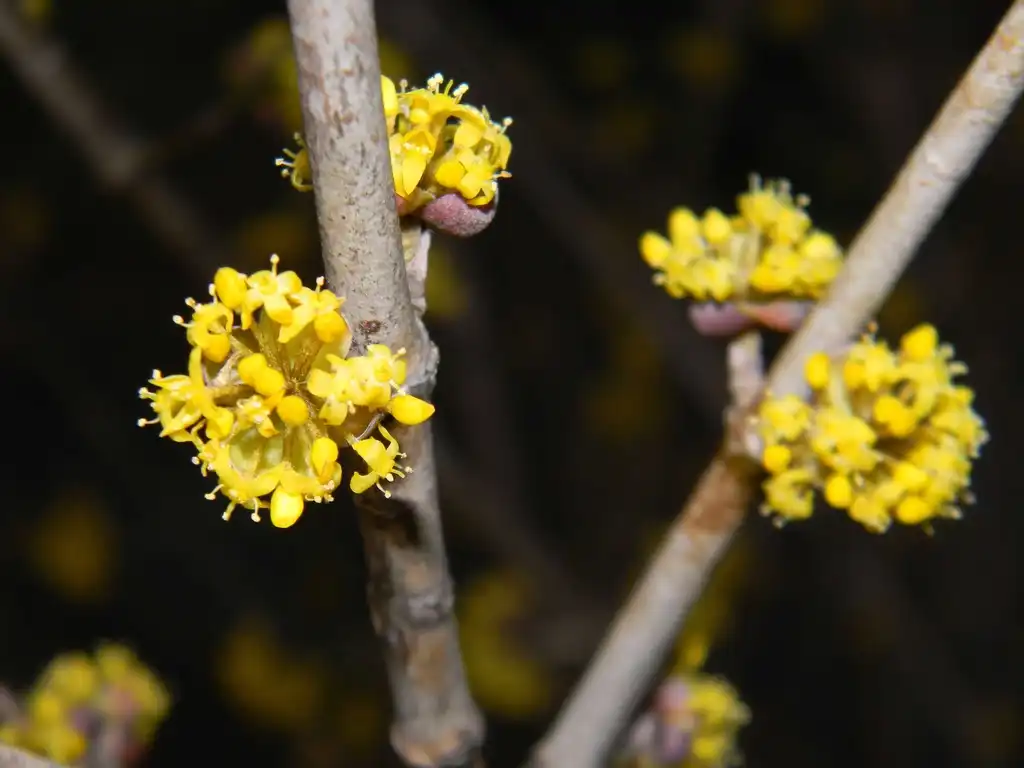 Foto de Cornus mas - 'Golden Glory' Flowers (Buncombe, NC):Randy Harter