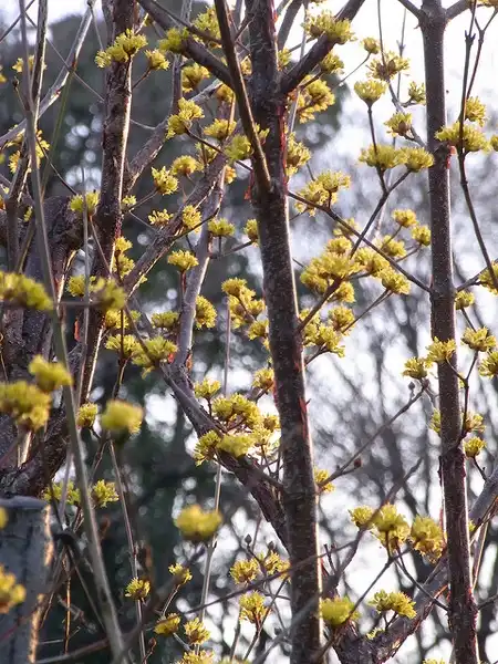 Photo of Cornus officinalis (Cornus officinaliss)