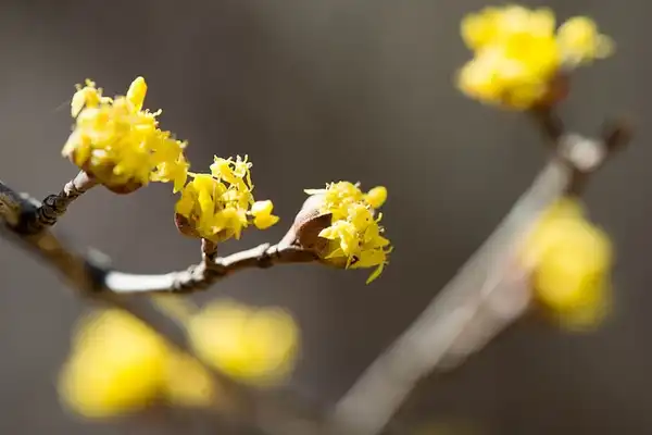 Photo of Cornus officinalis (Cornus officinaliss)