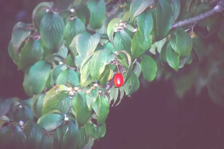 Photo of Cornus officinalis - leaves:JCRA