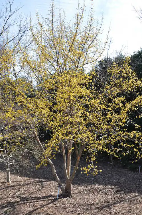 Photo of Cornus officinalis - Flower and leaves:JCRA
