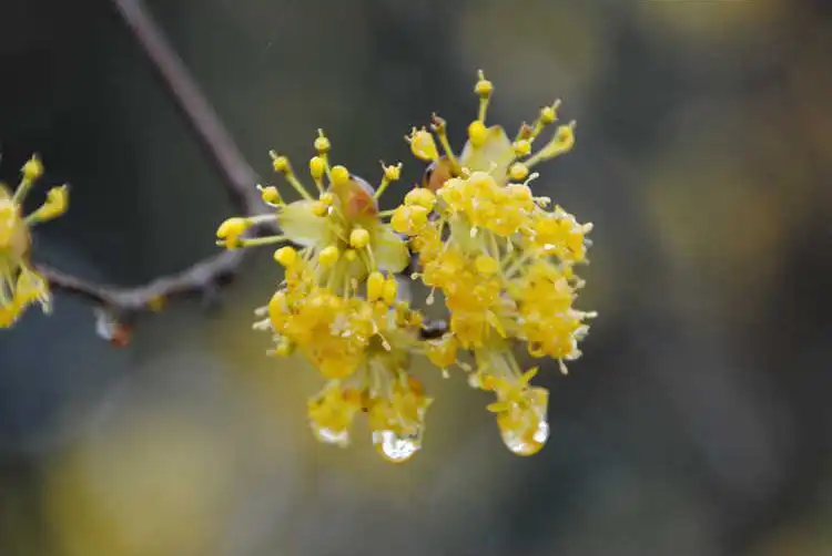 Photo of Cornus officinalis - flowers:JCRA