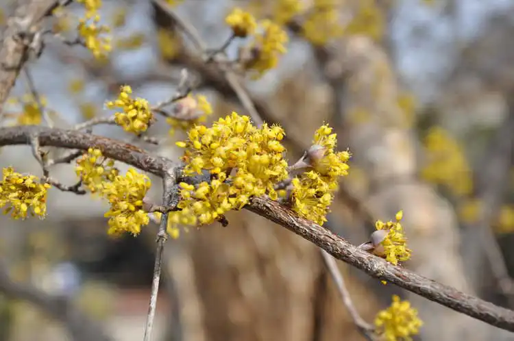 Photo of Cornus officinalis - flowers:JCRA