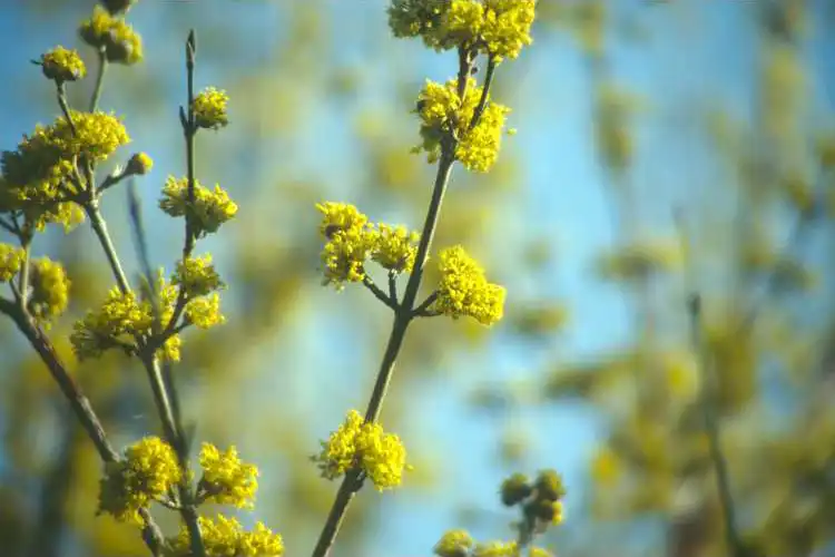 Photo of Cornus officinalis - flowers:JCRA