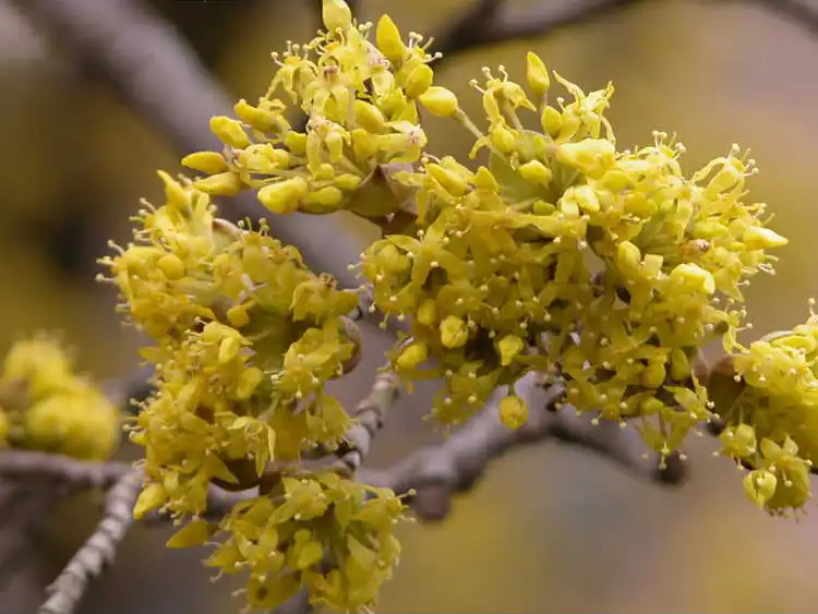 Photo of Cornus officinalis - flowers:JCRA