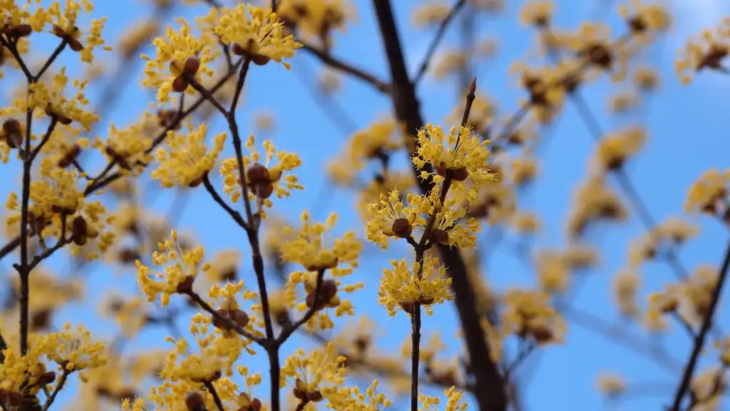 Photo of Cornus officinalis - leaves and flowers:coniferconifer