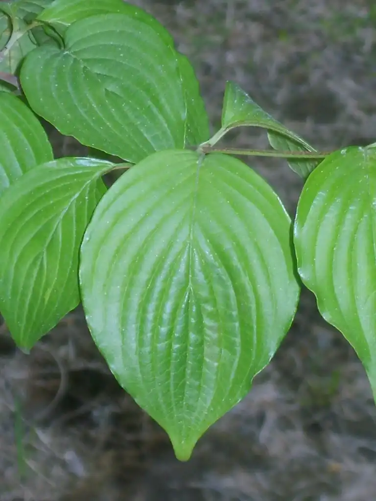 Photo of Cornus officinalis - leaves:Dalgial