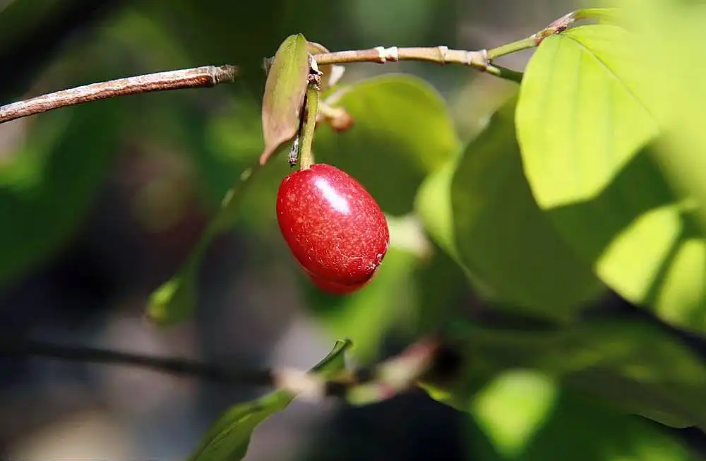Photo of Cornus officinalis - leaves and berry:David J. Stang