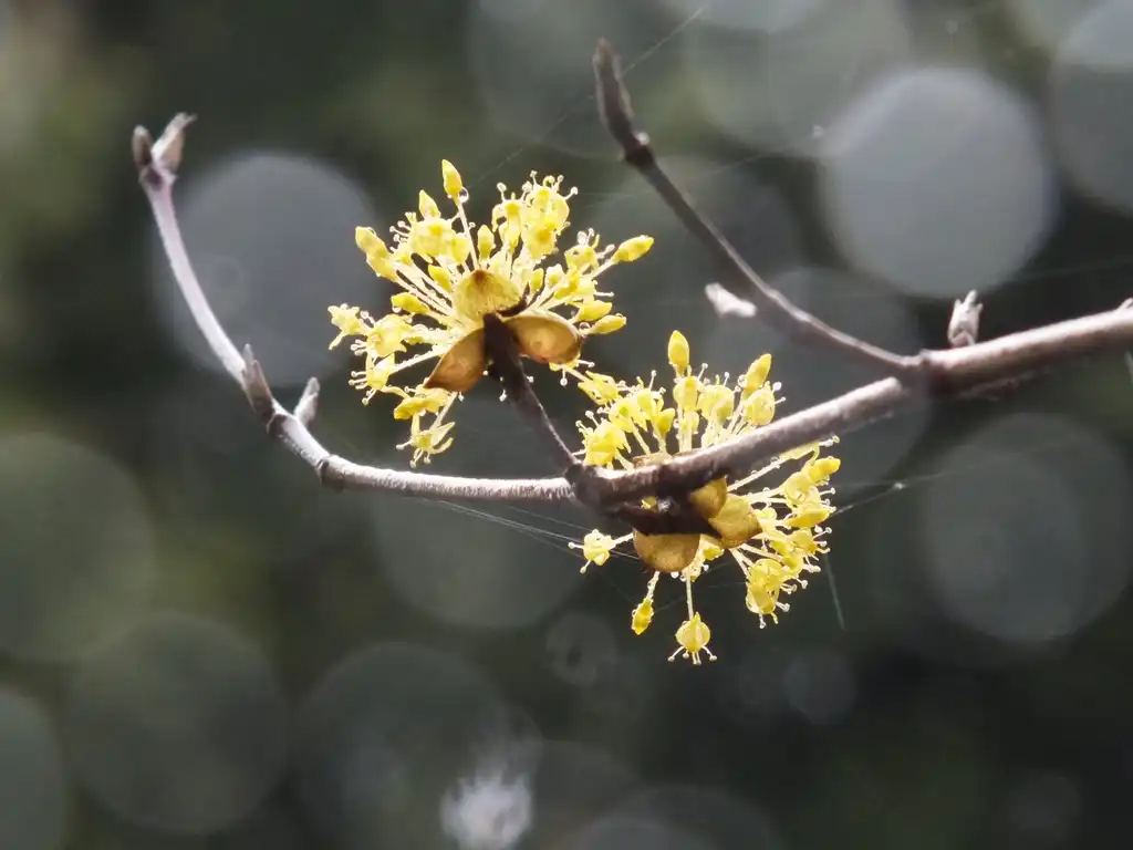Photo of Cornus officinalis - leaves and flowers:松岡明芳
