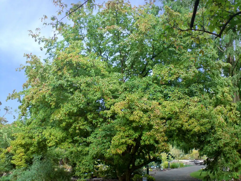 Photo of Cornus officinalis - leaves:Tubifex