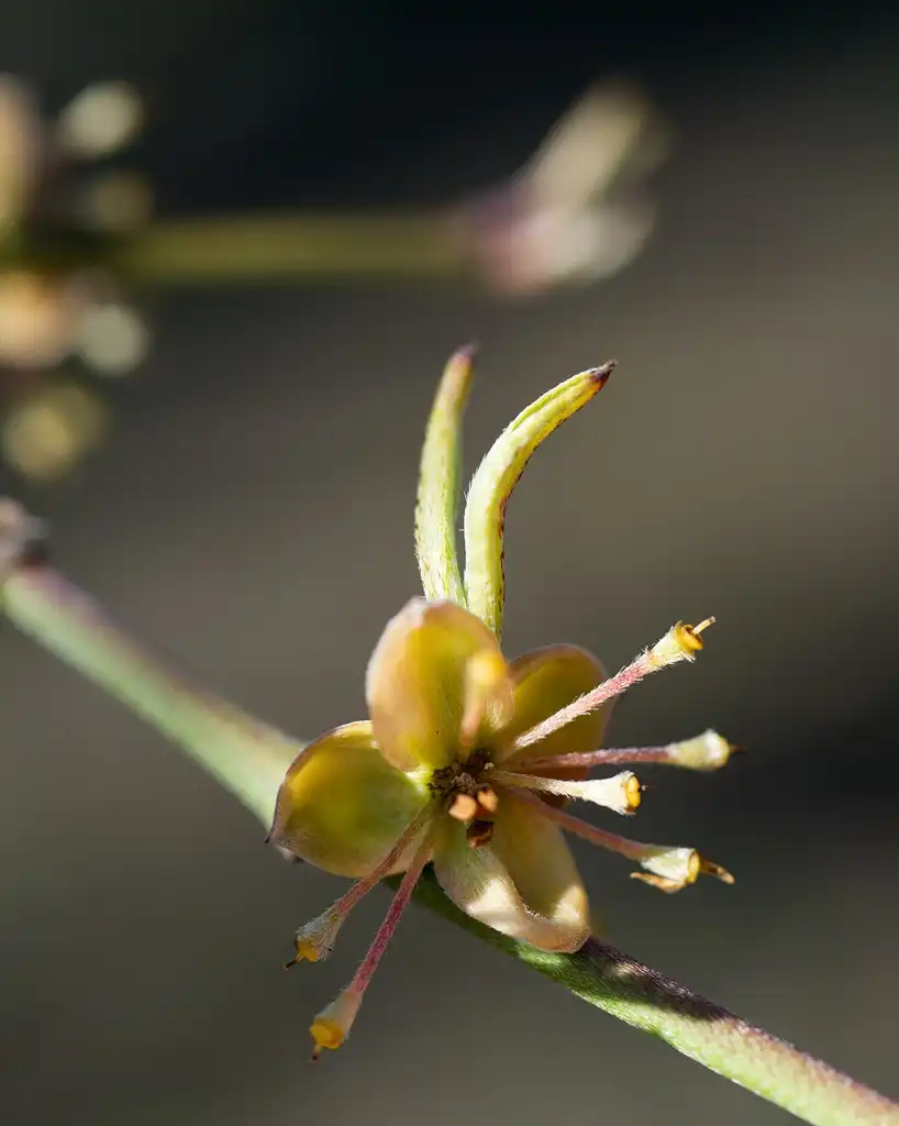 Photo of Cornus officinalis - flower:Plant Image Library