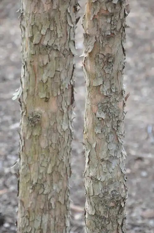 Photo of Cornus officinalis - Trunk and bark of tree:JCRA