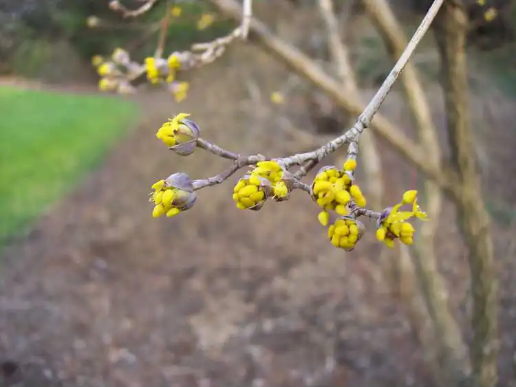 Photo of Cornus officinalis - leaves and flowers:JCRA