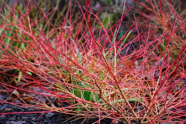 Photo of Cornus sanguinea (Cornus sanguineas)
