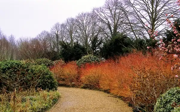 Photo of Cornus sanguinea (Cornus sanguineas)