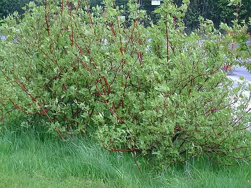 Photo of Cornus sanguinea - Form:Peter Burch