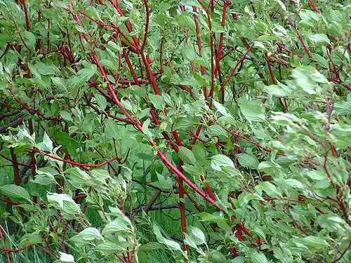 Photo of Cornus sanguinea - Red twigs are easily visible between the light green foliage.:Peter Burch