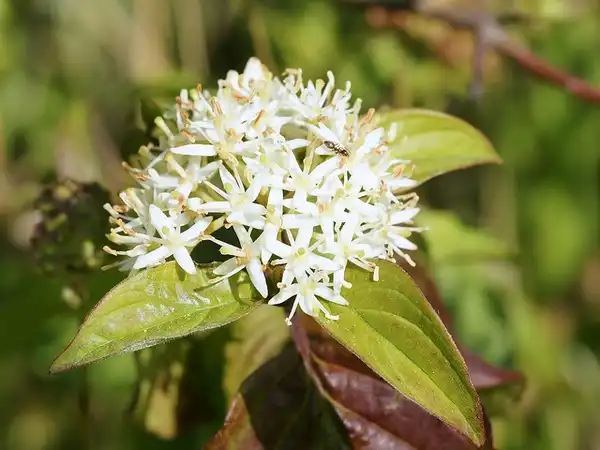 Photo of Cornus sanguinea - Flowers:Bathyporeiai