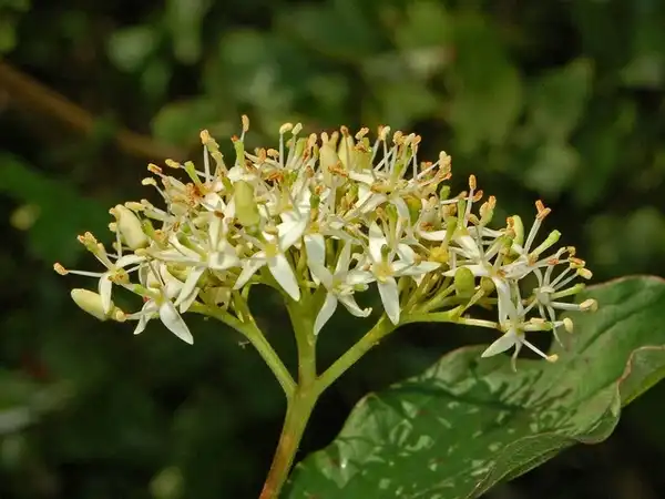 Photo of Cornus sanguinea - :Ettore Balocchi