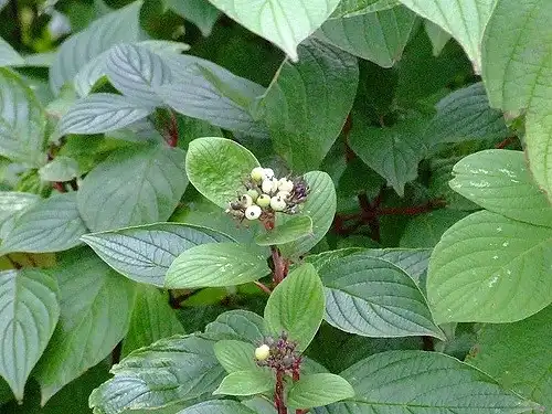 Photo of Cornus sanguinea - Fruits:Peter Burch