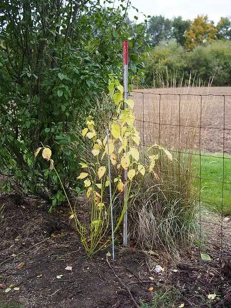 Foto de Cornus sericea 'Flaviramea' (Cornus sericea 'Flaviramea's)
