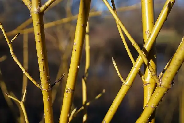 Foto de Cornus sericea 'Flaviramea' (Cornus sericea 'Flaviramea's)